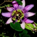 Passiflora picturata - Photo (c) Marcos Silveira, all rights reserved, uploaded by Marcos Silveira