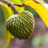Annona tomentosa - Photo (c) Marcelo Kuhlmann, all rights reserved, uploaded by Marcelo Kuhlmann