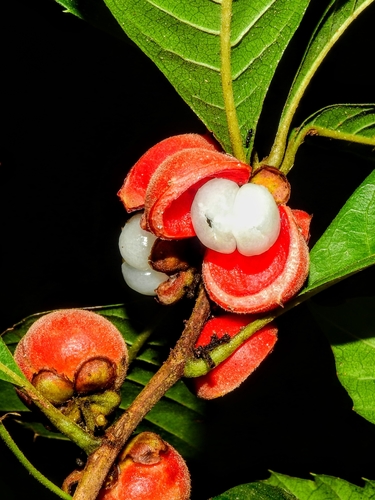 Doliocarpus major
