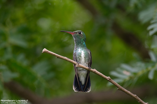 Glittering-throated Emerald
