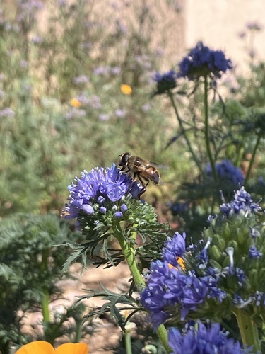 Unknown species found near Grove Way, Castro Valley, CA, US