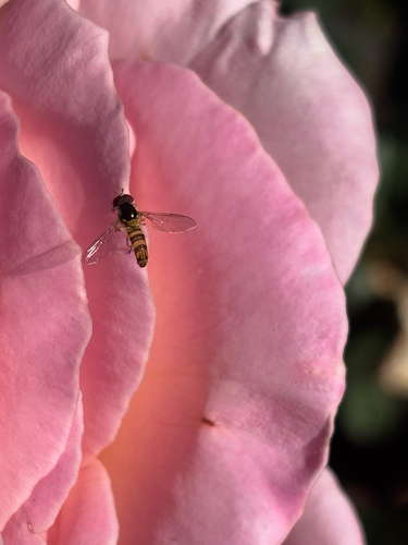 Unknown species found near Balcom Ave, Los Angeles, CA, US