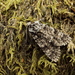 Knot Grass Moth - Photo (c) Philip Sansum, all rights reserved, uploaded by Sansum, P.A.