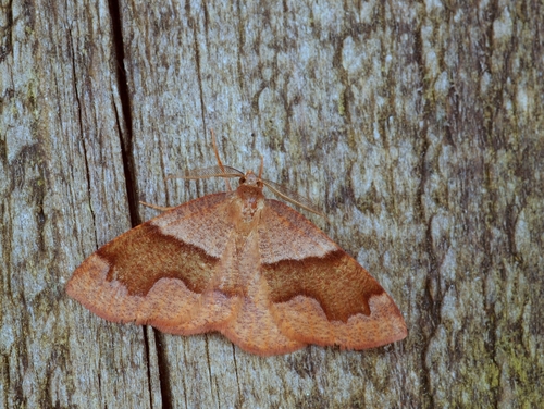 Barred Umber