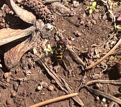 Unknown species found near Green Springs Hwy, Ashland, OR, US
