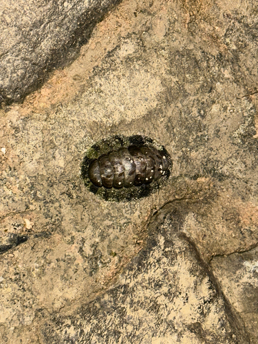 Acanthopleura vaillantii