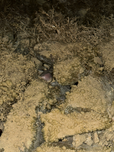 Gymnothorax griseus