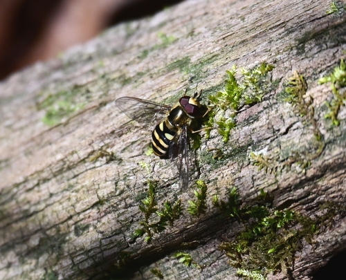Unknown species found near Blount County, TN, USA
