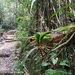 Campanulorchis leiophylla - Photo (c) HUANG QIN, todos los derechos reservados, subido por HUANG QIN