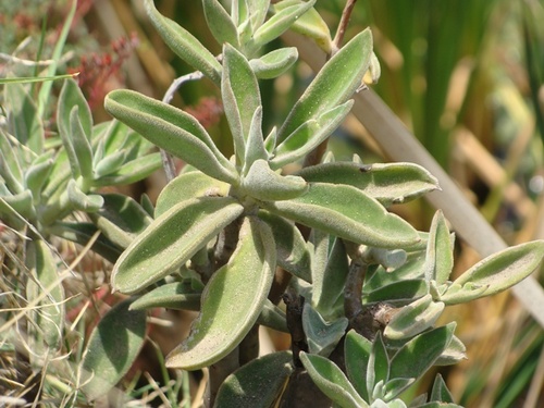 Echeveria coccinea