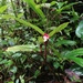 Begonia kinabaluensis - Photo (c) HUANG QIN, kaikki oikeudet pidätetään, lähettänyt HUANG QIN