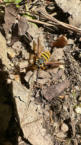Unknown species found near National Park Rd, Hopkins, SC, US