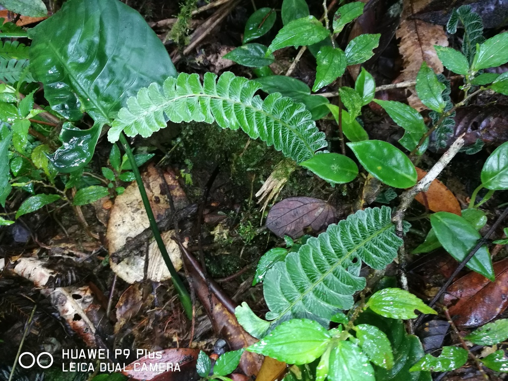 Lindsaea oblanceolata (Lindsaea oblanceolata)