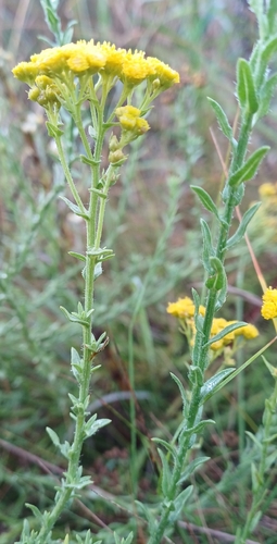 Nidorella anomala