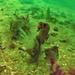 Observation photo