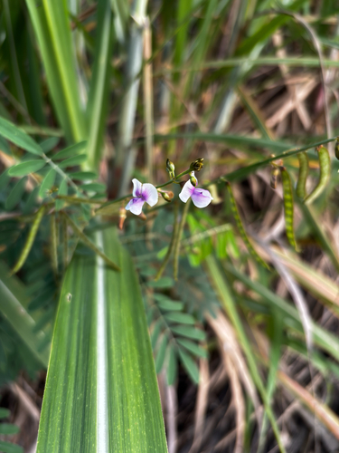 South African hoarypea