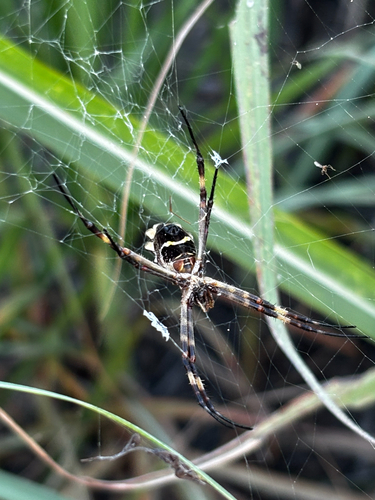 Silver Garden Orbweaver
