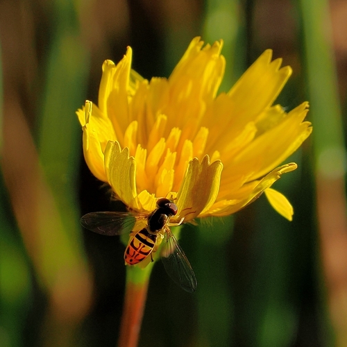 Unknown species found near Pilot Hill, CA 95664, USA