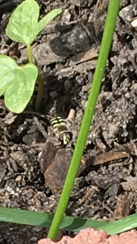 Unknown species found near S 1200 E, Millcreek, UT, US