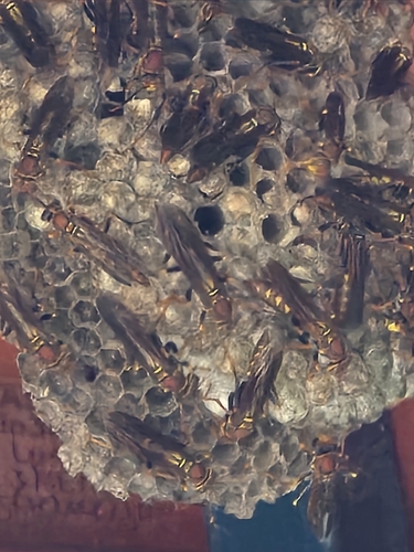 Variegated Paper Wasp