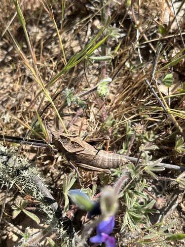iNaturalist observation photo of Gray Dragon Lubber