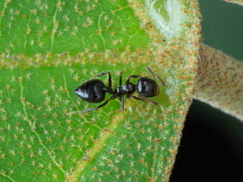 立毛举腹蚁Crematogaster ferrarii