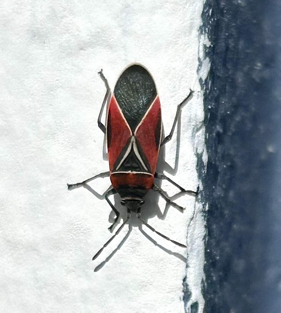 White-crossed Seed Bug from Eighth Pl NE, Lake Stevens, WA, US on March ...