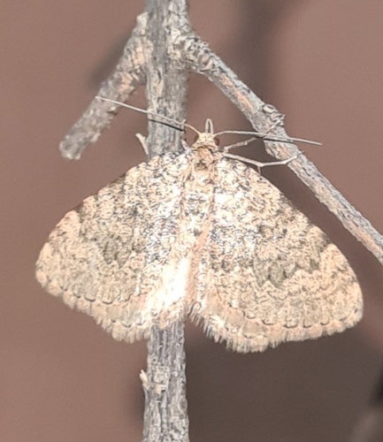 Almeria kalischata