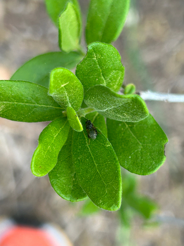 Unknown species found near Barn Swallow Dr, Austin, TX, US