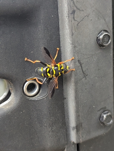 Unknown species found near San Jose Blvd. & London Rd., Jacksonville, FL 32207, USA