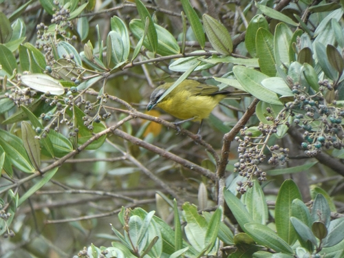 Superciliaried Hemispingus (YellowBrowed) (Subspecies Thlypopsis