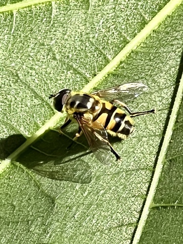 Unknown species found near Mission Cir, Fairfield, CA, US