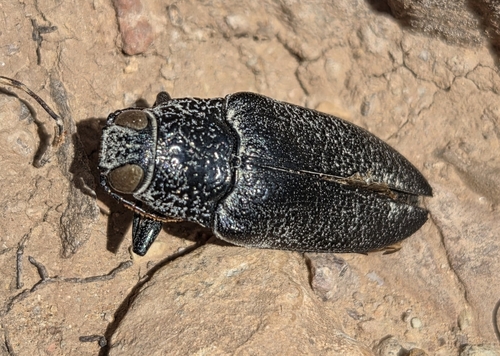 Gyascutus caelatus