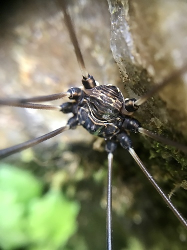 Gyas titanus