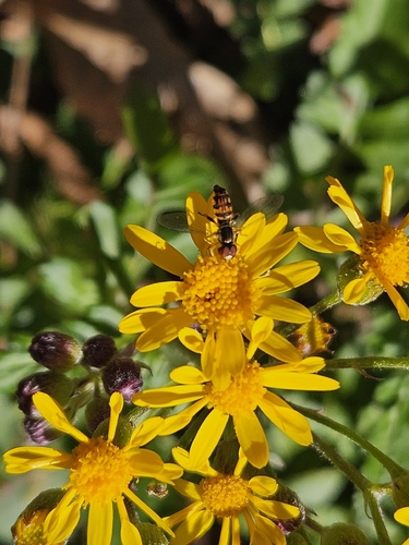 Unknown species found near Biltmore Lake, NC 28715, USA