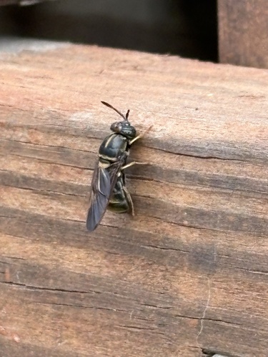 Unknown species found near McAllister Park, San Antonio, TX, US
