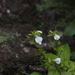 Mazus caducifer - Photo (c) HUANG QIN, all rights reserved, uploaded by HUANG QIN
