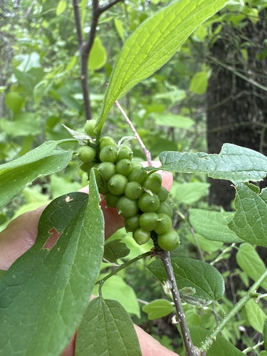 Unknown species found near E Spring Creek Pkwy, Plano, TX, US