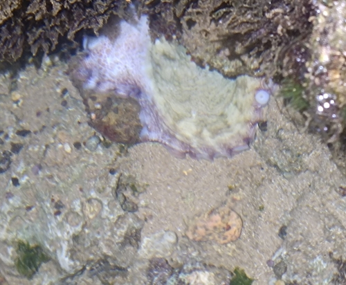 Octopus insularis