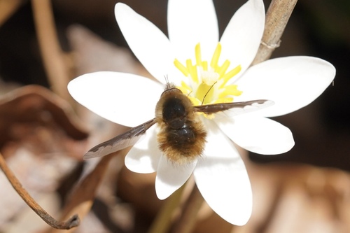 Unknown species found near Maryland, US