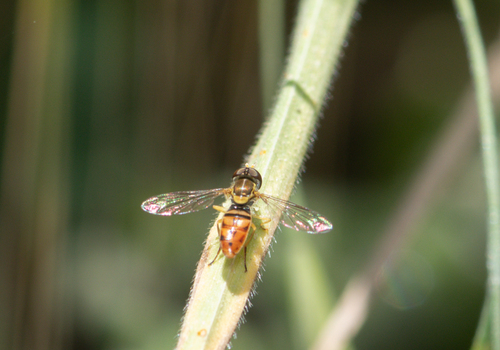 Unknown species found near Val Verde, CA 91384, USA