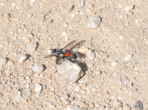 Unknown species found near Val Verde, CA 91384, USA