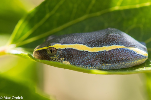 Betsileo Reed Frog