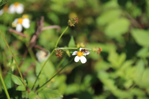 Unknown species found near Pepper Ranch Preserve, 6315 Pepper Rd, Immokalee, FL 34142, USA