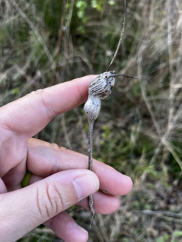 Unknown species found near Chattahoochee River National Recreation Area Johnson Ferry North, Marietta, GA, US