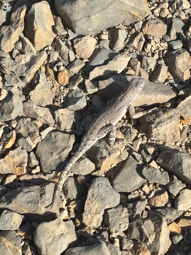 Greater Earless Lizard
