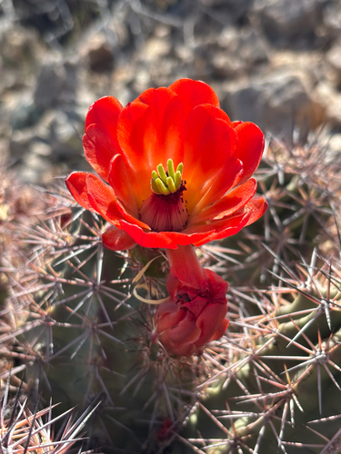Echinocereus coccineus transpecosensis