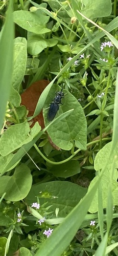 Unknown species found near Park Creek Cir N, Fort Worth, TX, US