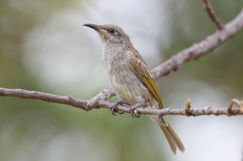 Brown Honeyeater