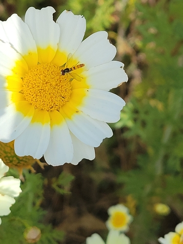 Unknown species found near Ballona Wetlands Ecological Reserve, Los Angeles County, US-CA, US